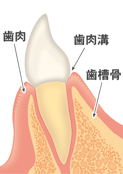 ①歯と歯肉の間がないのが健康な歯です